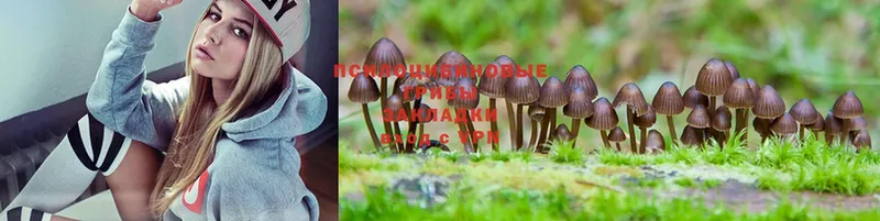 Псилоцибиновые грибы Psilocybe  купить закладку  KRAKEN ССЫЛКА  Новозыбков 